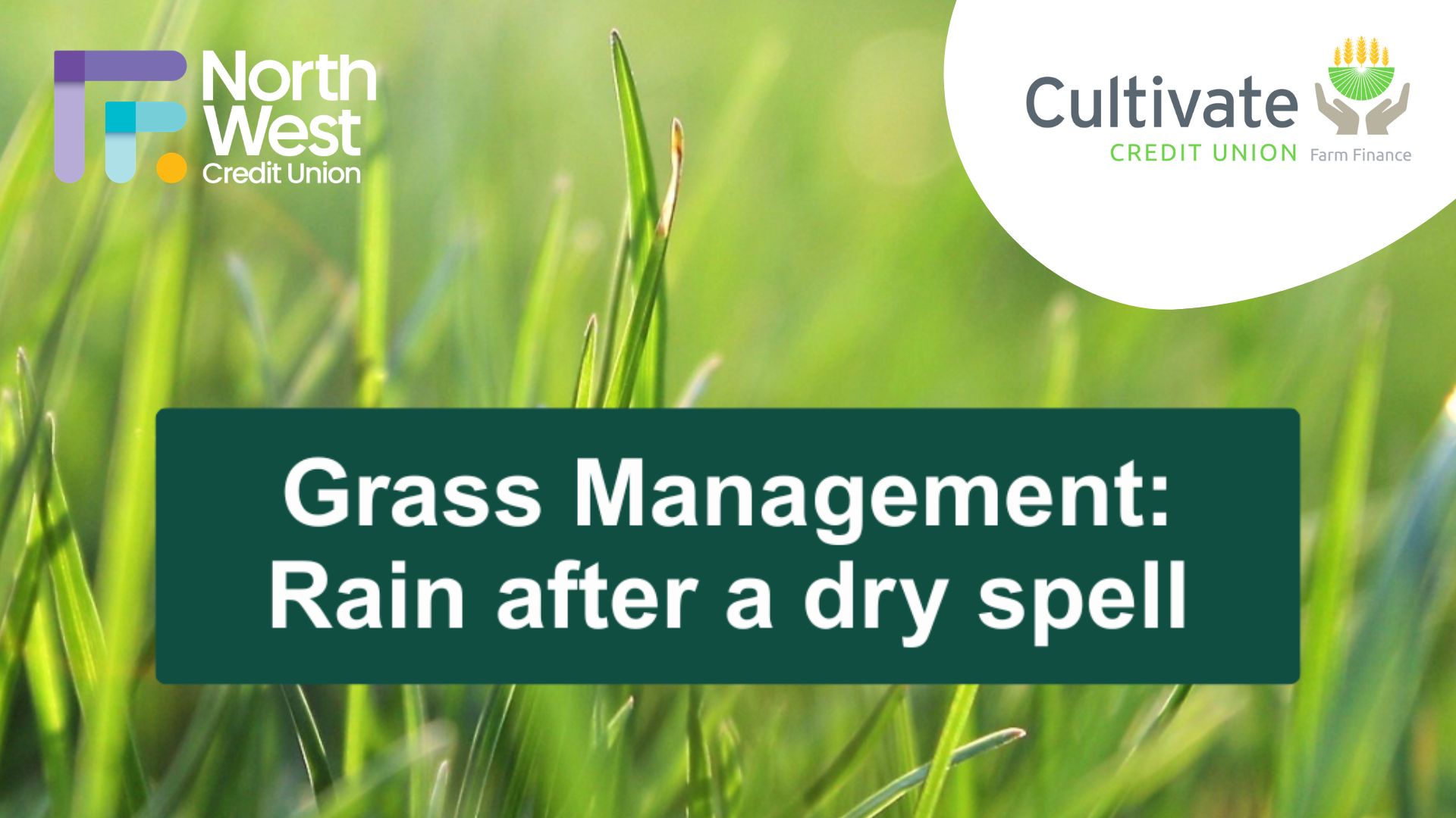 Managing Grass After Rain and Supporting Farm Cashflow with the Cultivate Loan from North West Credit Union